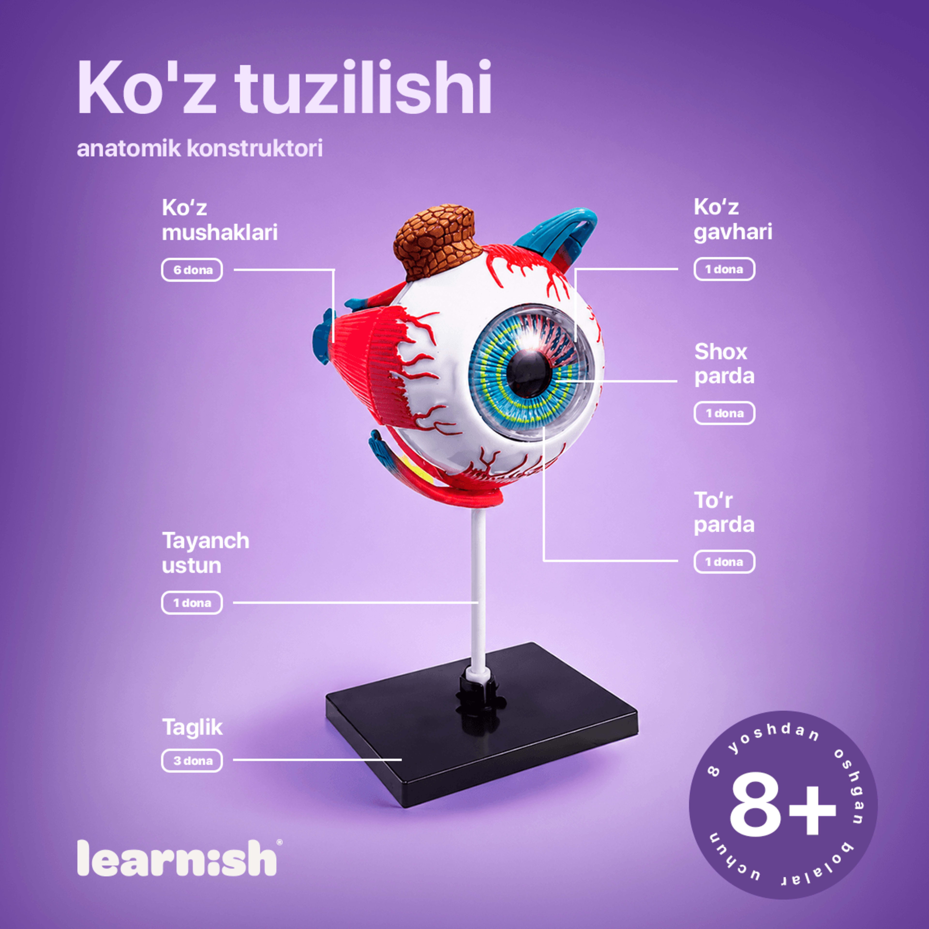 "Ko‘z tuzilishi" anatomik konstruktori
