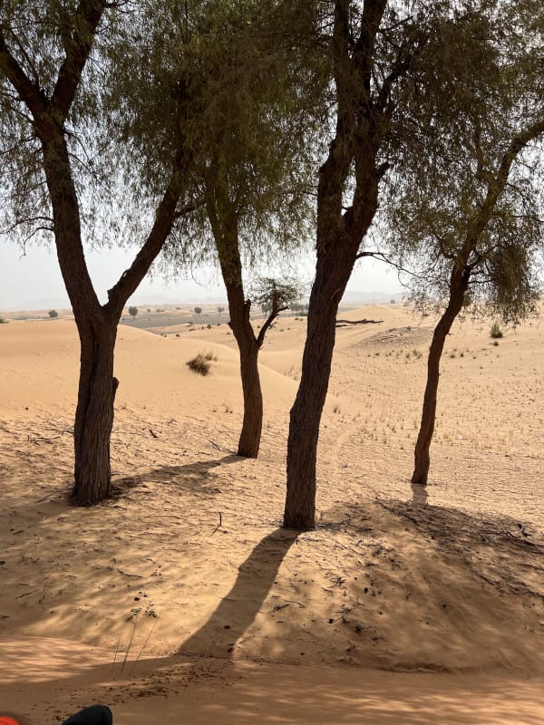 Desert adventure photo