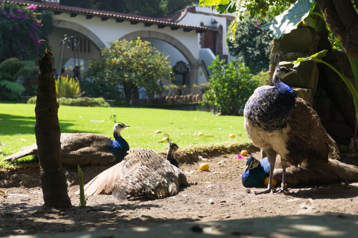 peacocks at the museo dolores olmedo