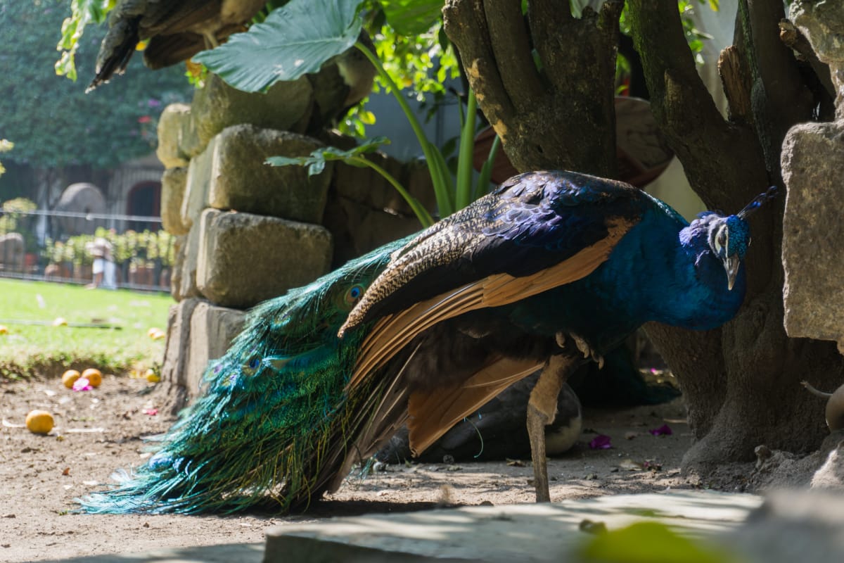 Peacock at the Museum Dolores Olmedo