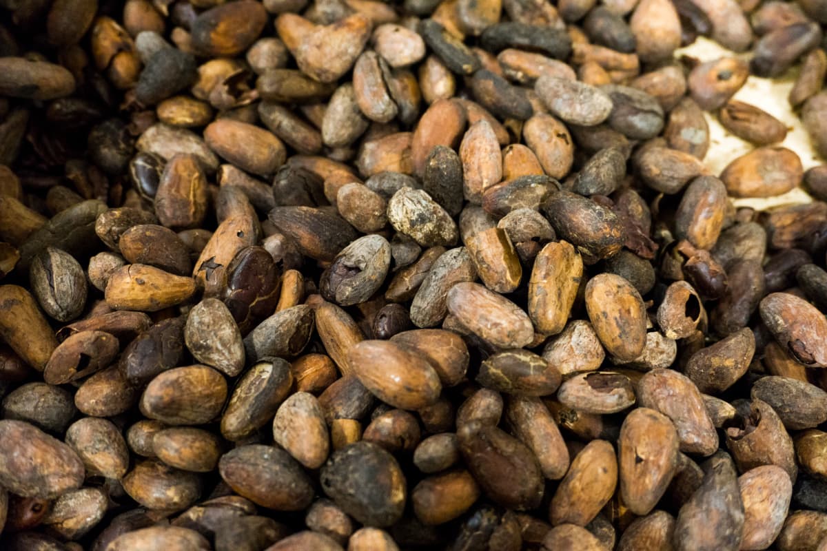 cacao beans