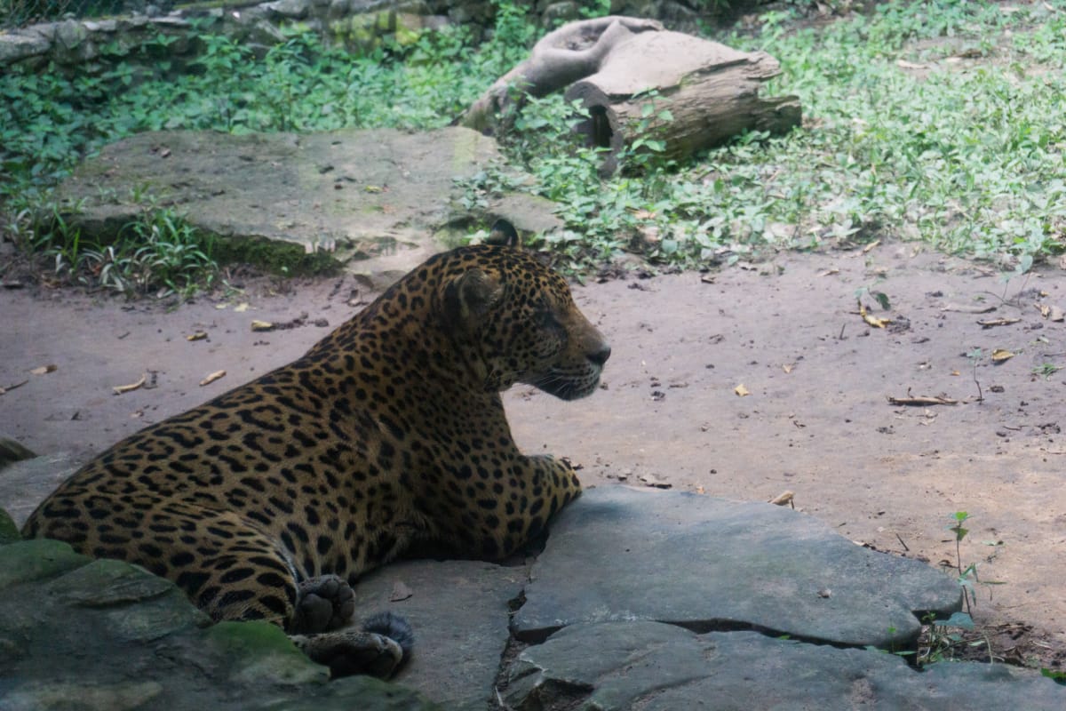 a leopard at aluxes