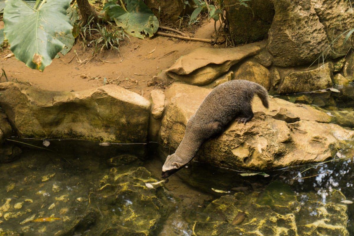 A refreshing drink from the water