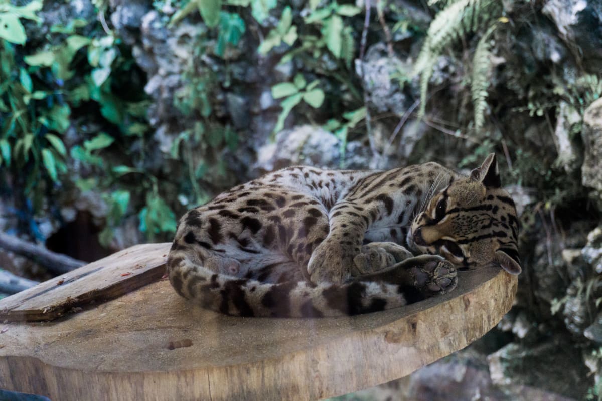 dwarf leopard at the ecoparque aluxes