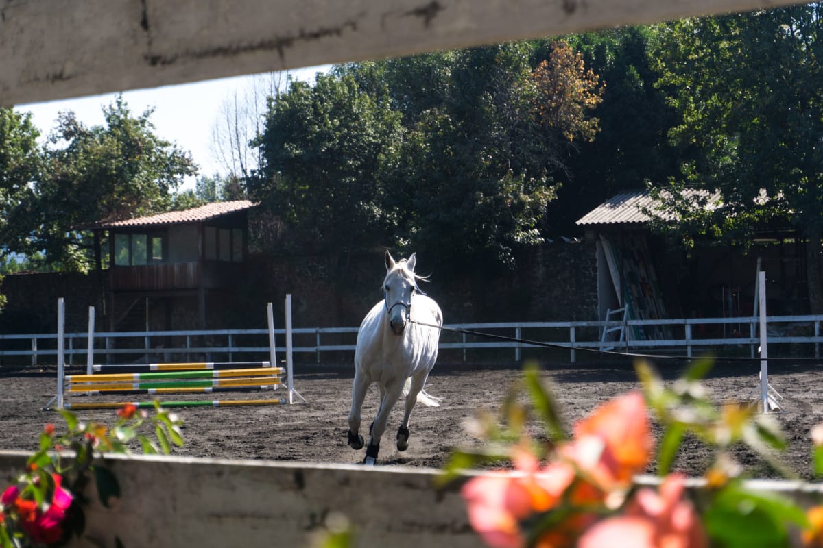 Pretty horse