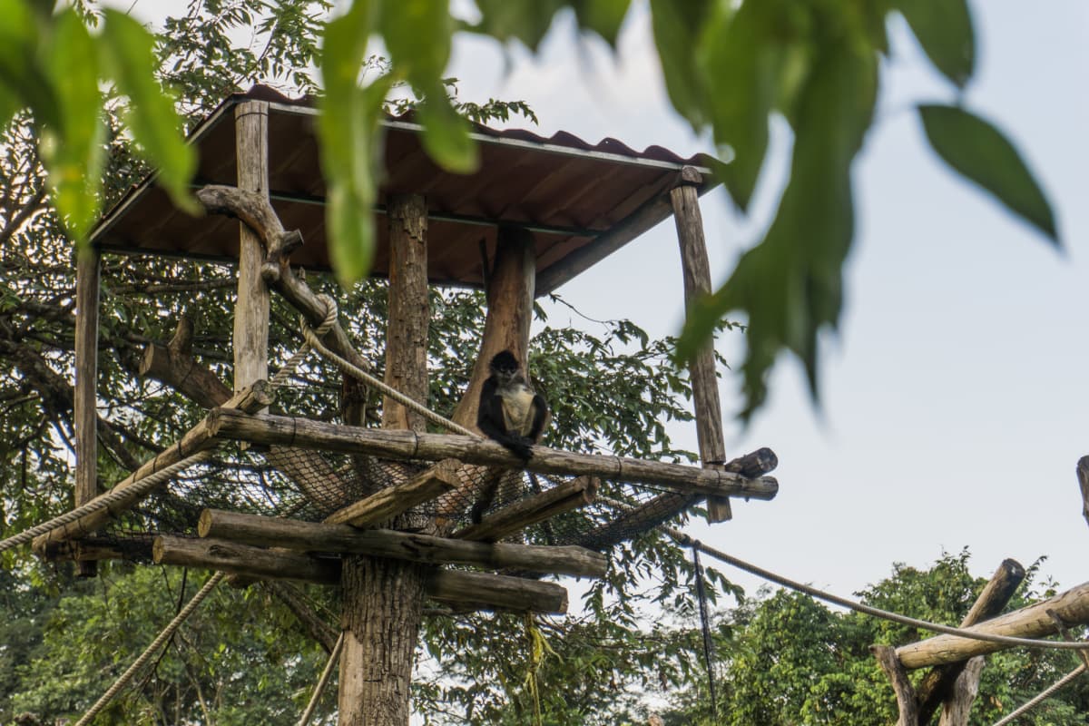 spider monkeys at ecoparque aluxes