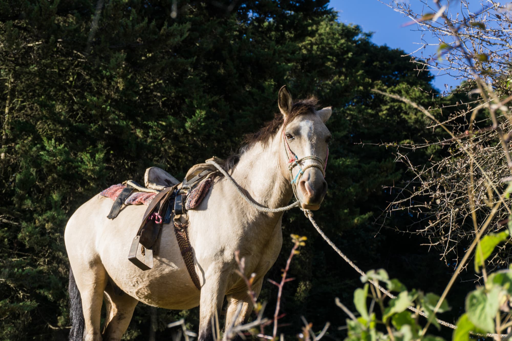 riding in the forest