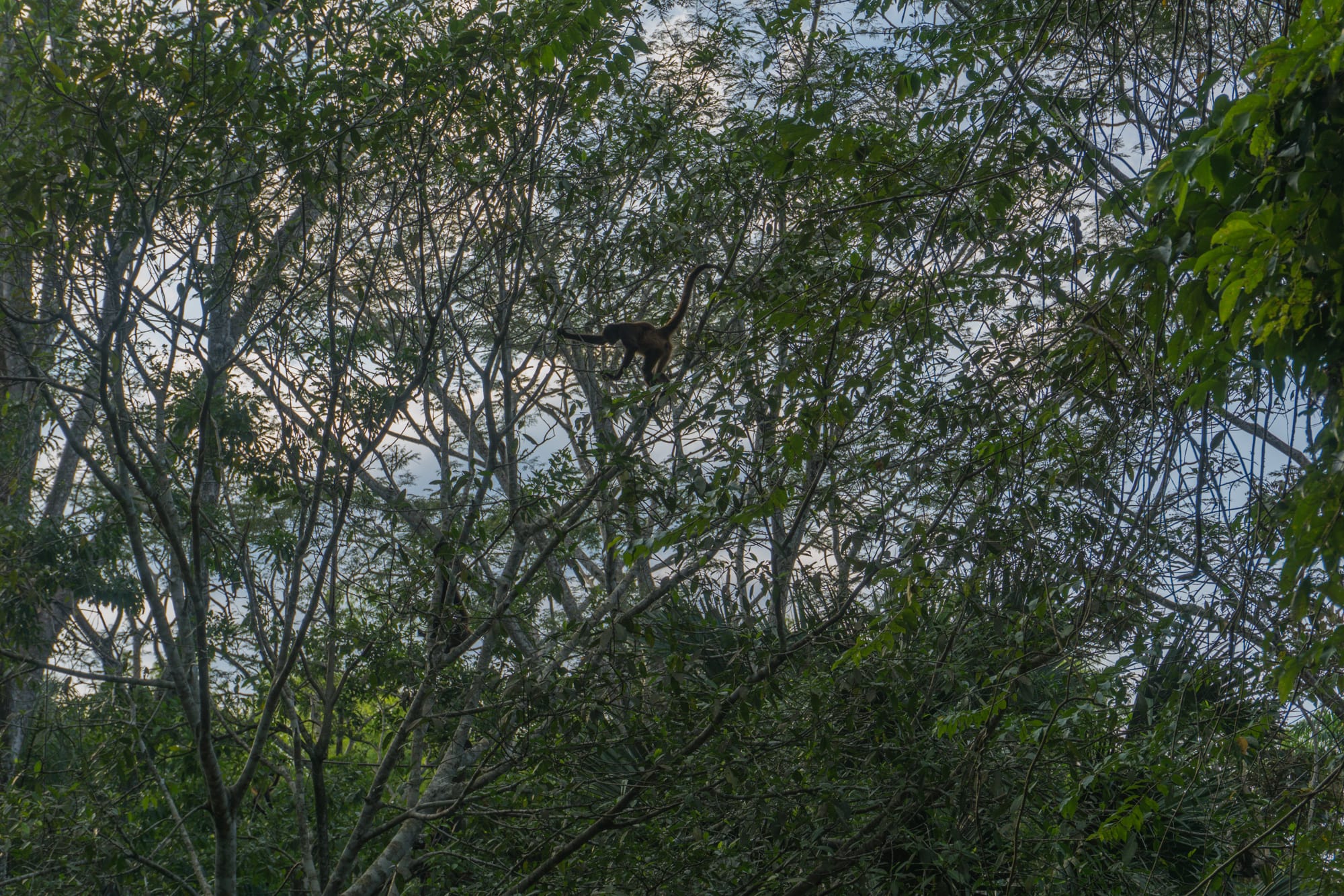 A spider monkey in the trees