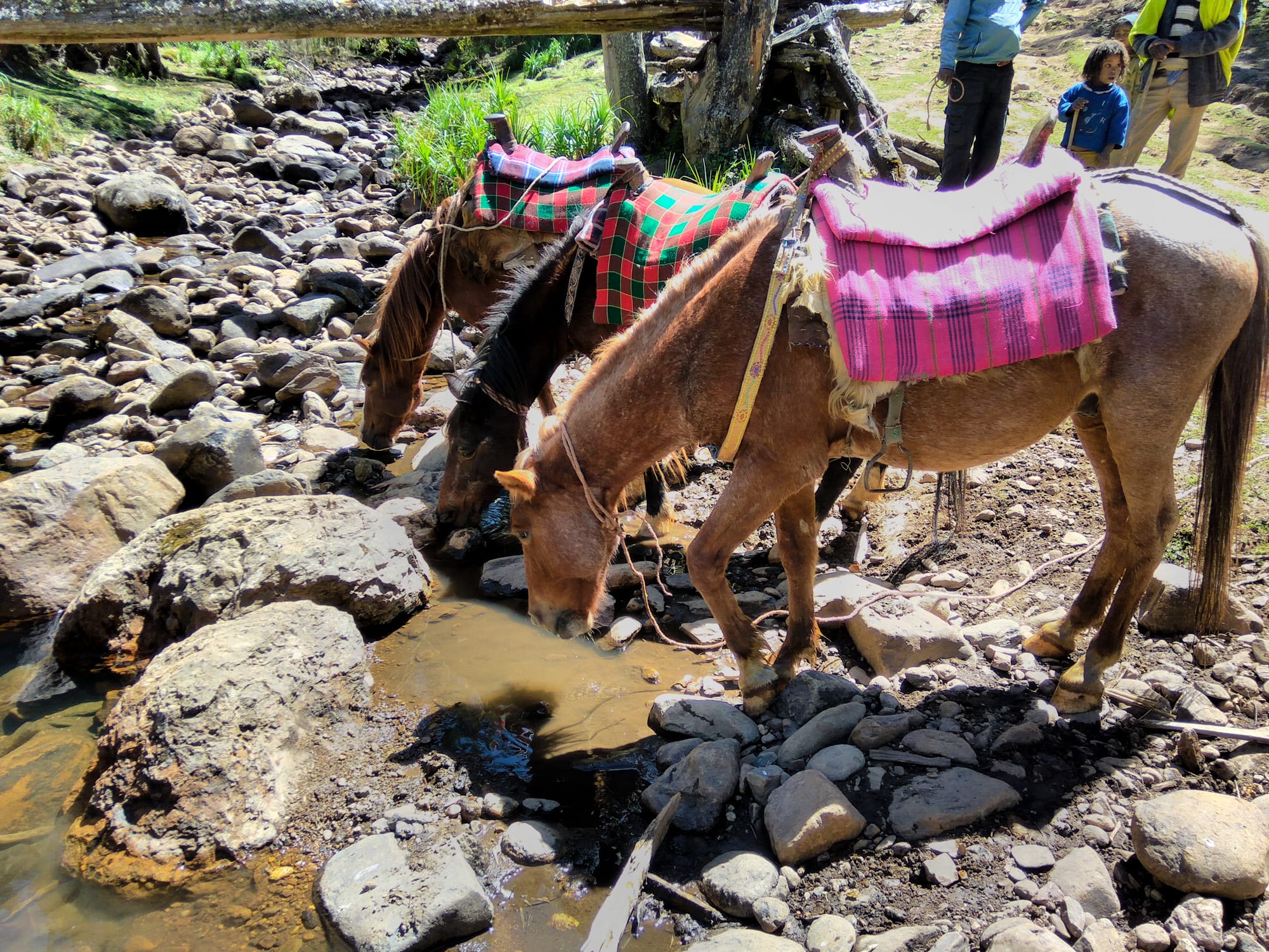 horses taking a break