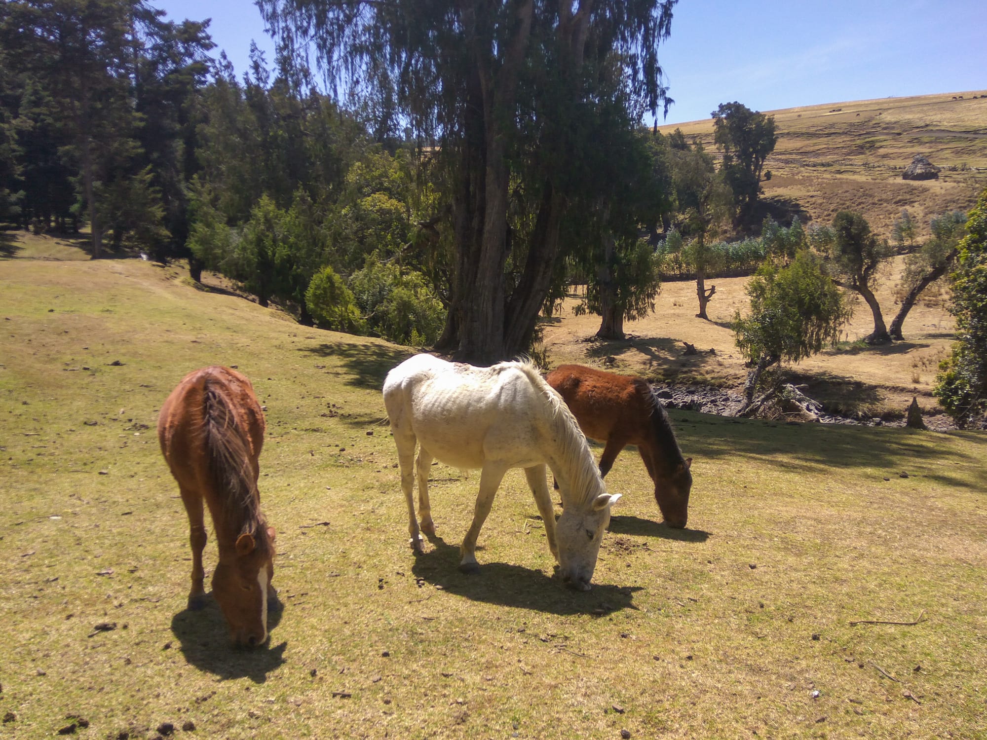 trail riding in ethiopia