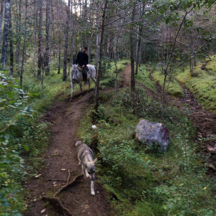 riding in the forest