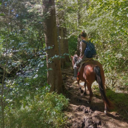 riding in the forest