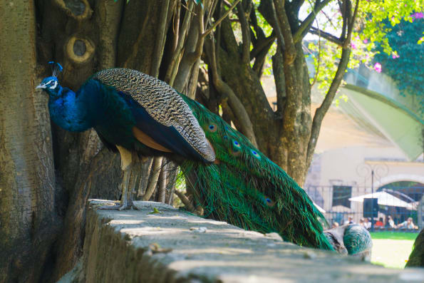 peacocks at the museo dolores olmedo