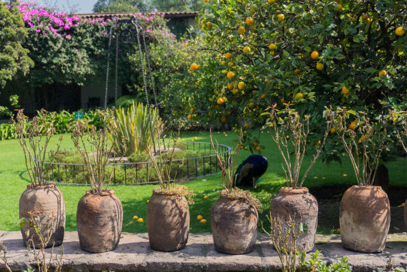 peacocks at the museo dolores olmedo