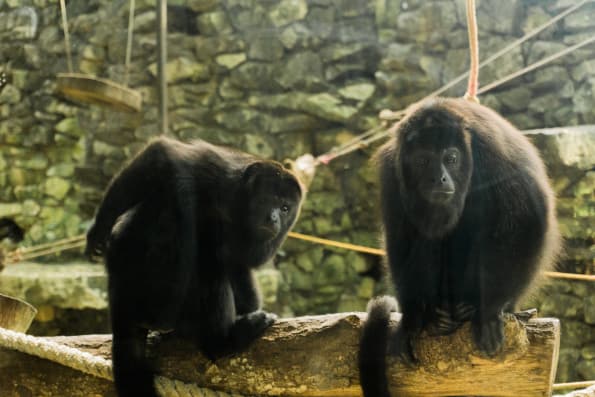 howler monkeys at ecoparque aluxes