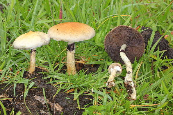 Psilocybe Cubensis in their natural habitat