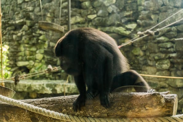 howler monkey at ecoparque aluxes