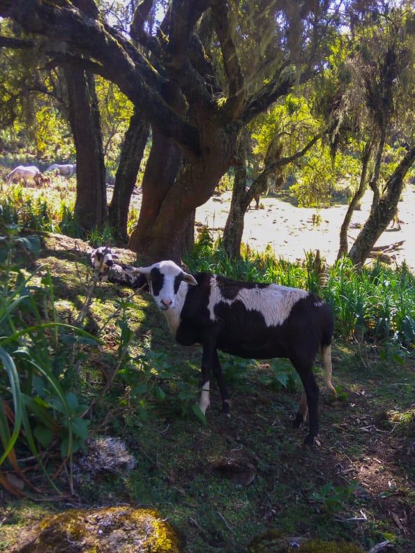 animals in the bale mountains