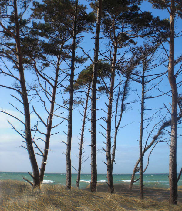 the beach at ureki has black sands and a pine forest