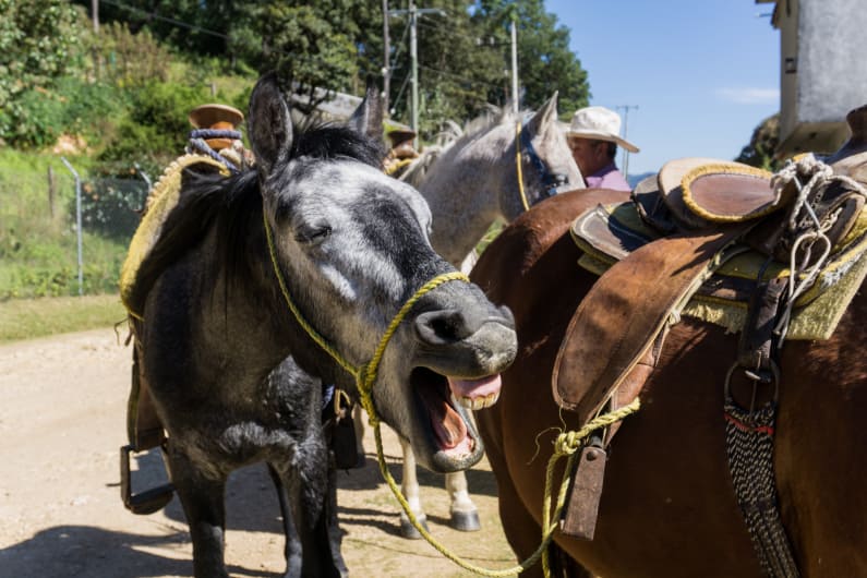 horse