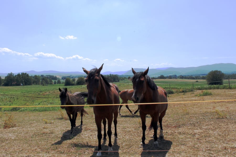 Dubravko's horses