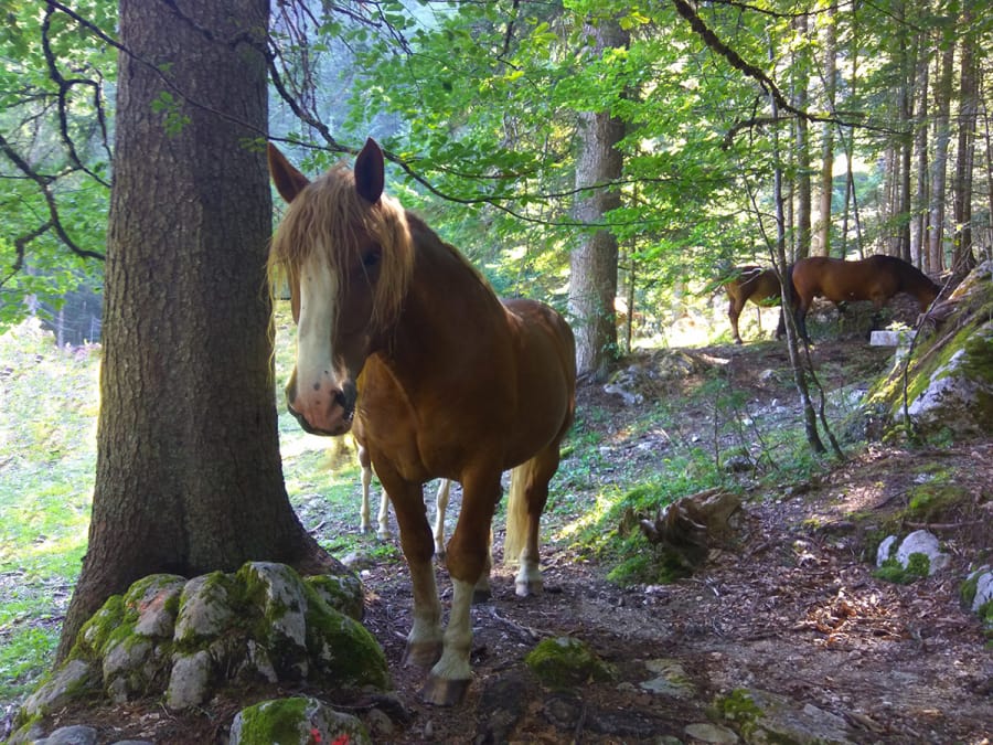 horses near Laghi di Fusine