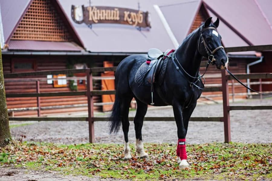 A horse from the Voyevodyno stables