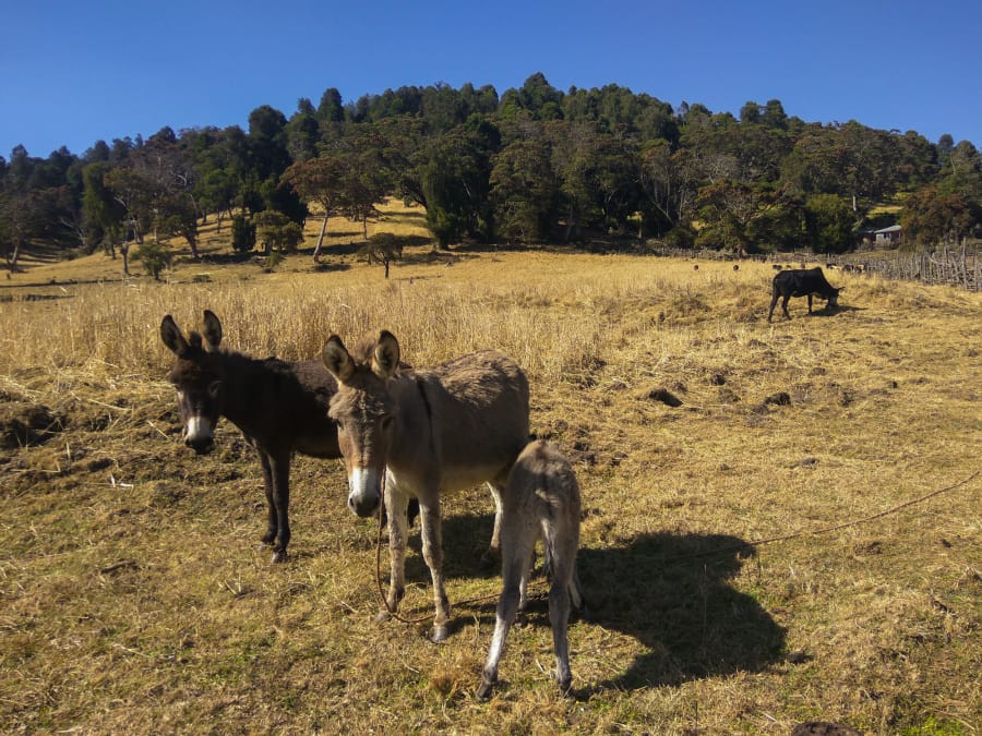 a couple of donkeys