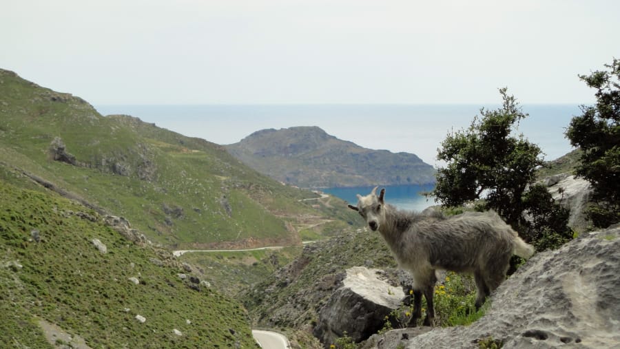 goats on the road