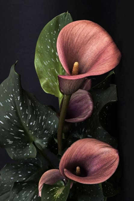 Calla lilies