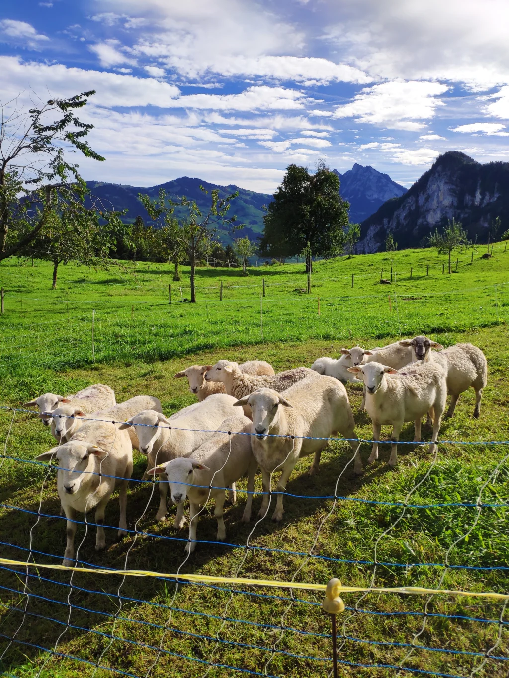 Campen hoch über dem Lauerzersee