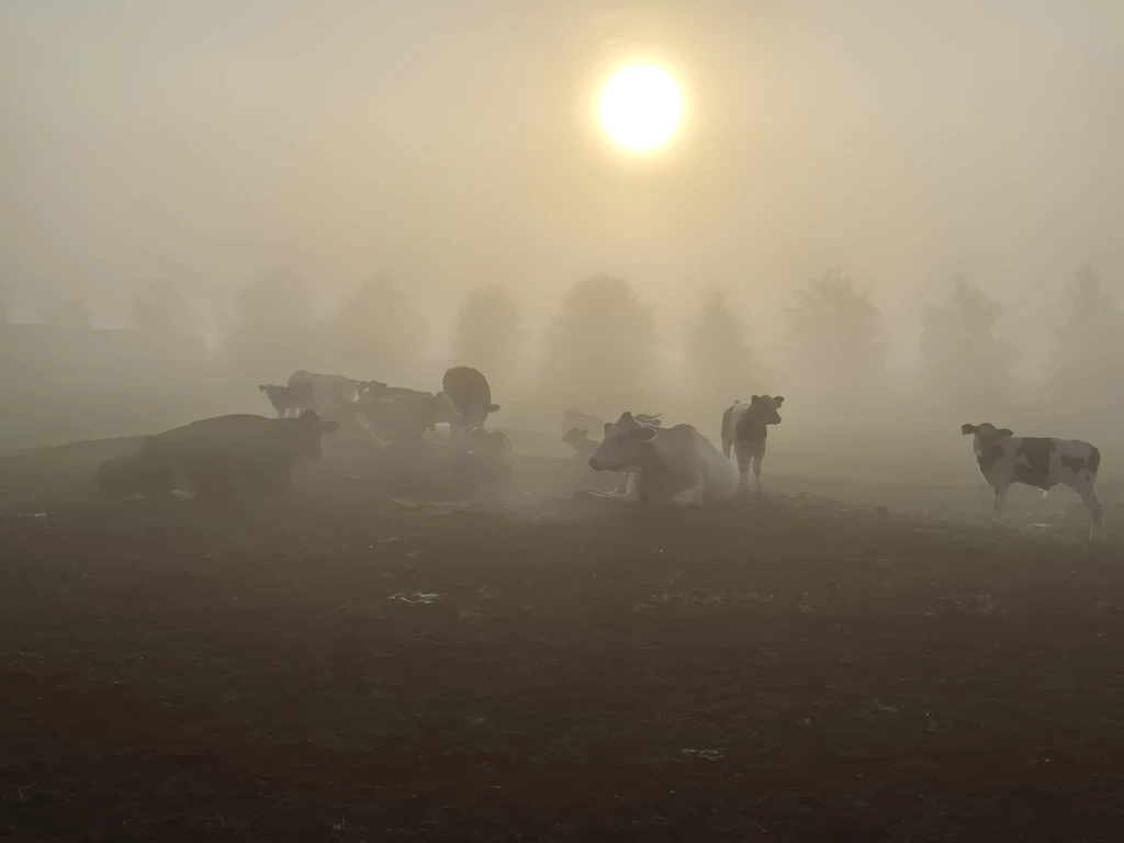 Morgenstimmung im Herbst