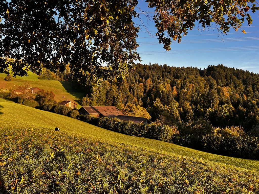 Bei der alten Linde