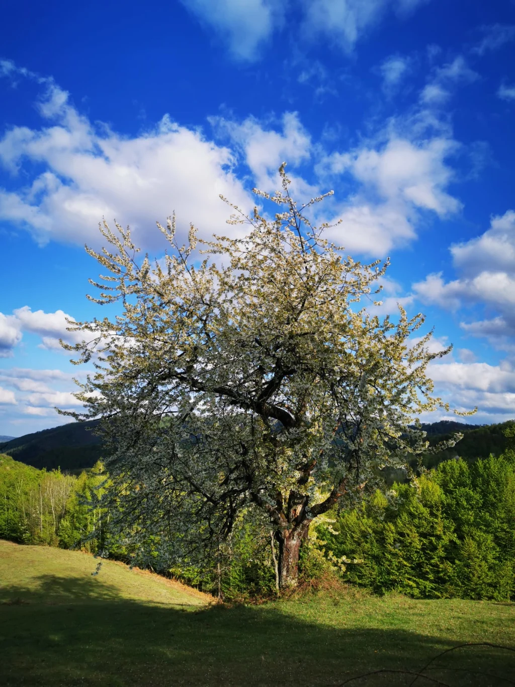 Biosfera