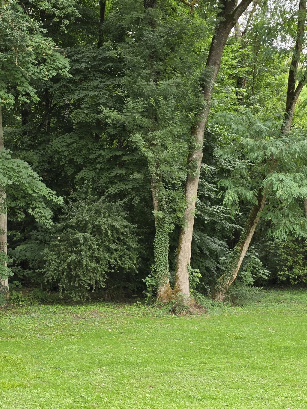 Une clairière secrète à l’abri des regards, propice à la rêverie et à la reconnexion à la nature. C’est ici que le temps suspend son cours.