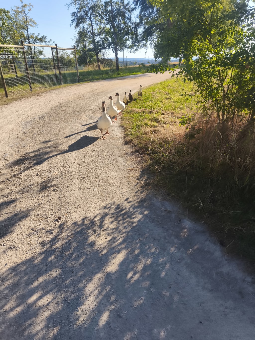 Unsere Grauen Landgänse und Laufenten.