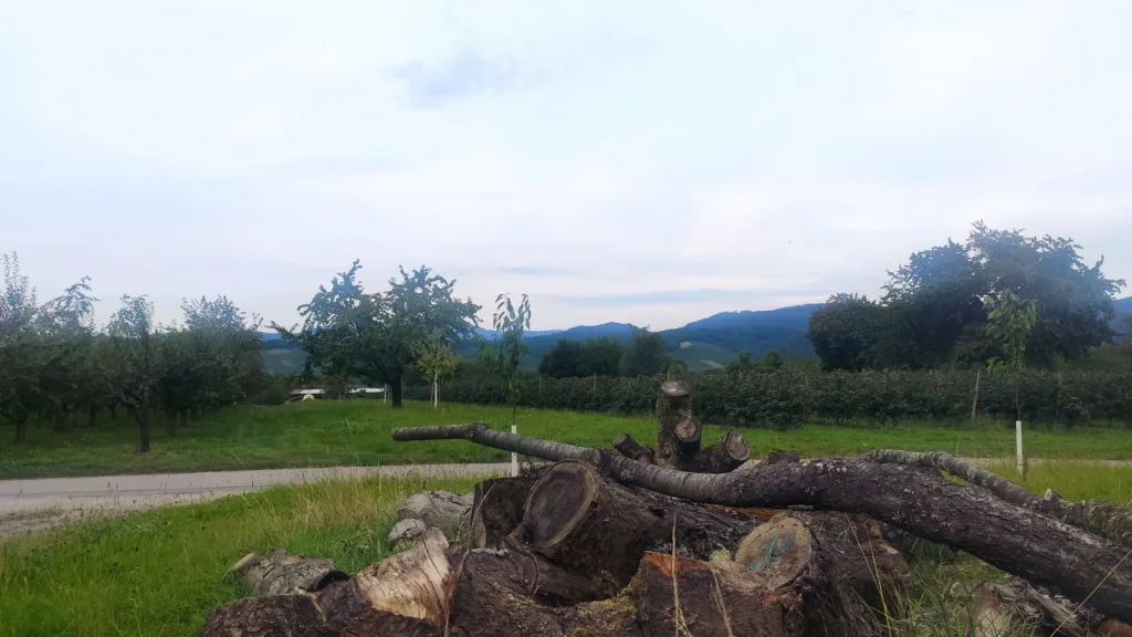 Stellplatz auf Streuobstwiese am Dorfrand