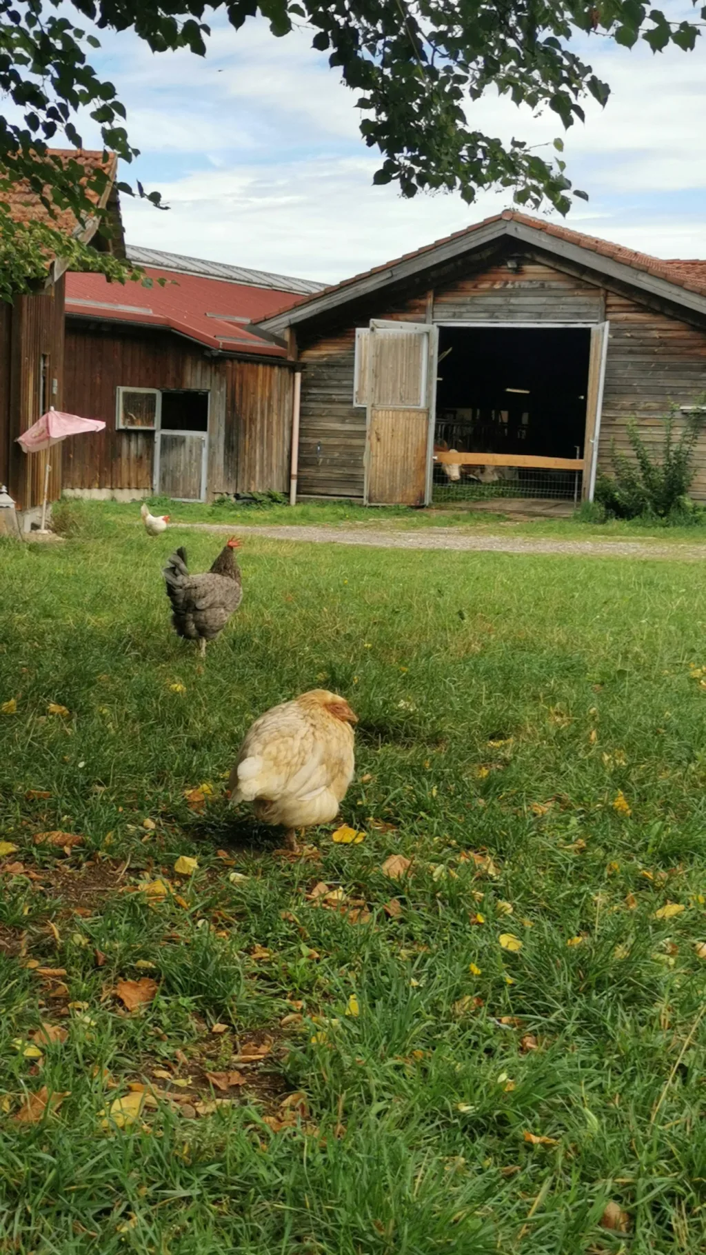 Natur pur im Obstgarten