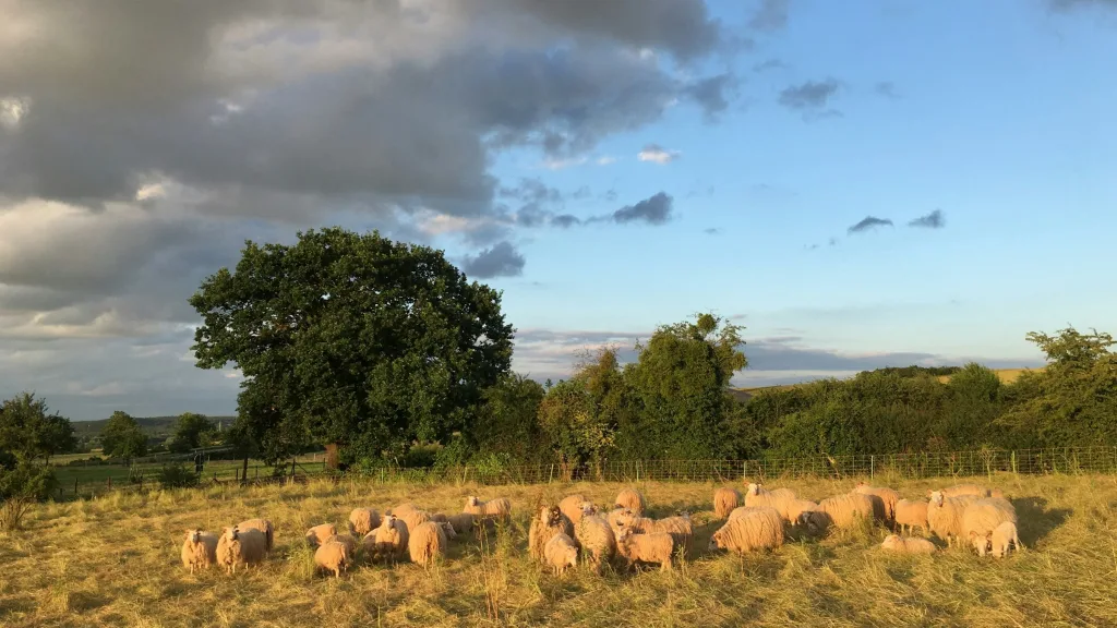 Campen wo die Heidschnucken leben
