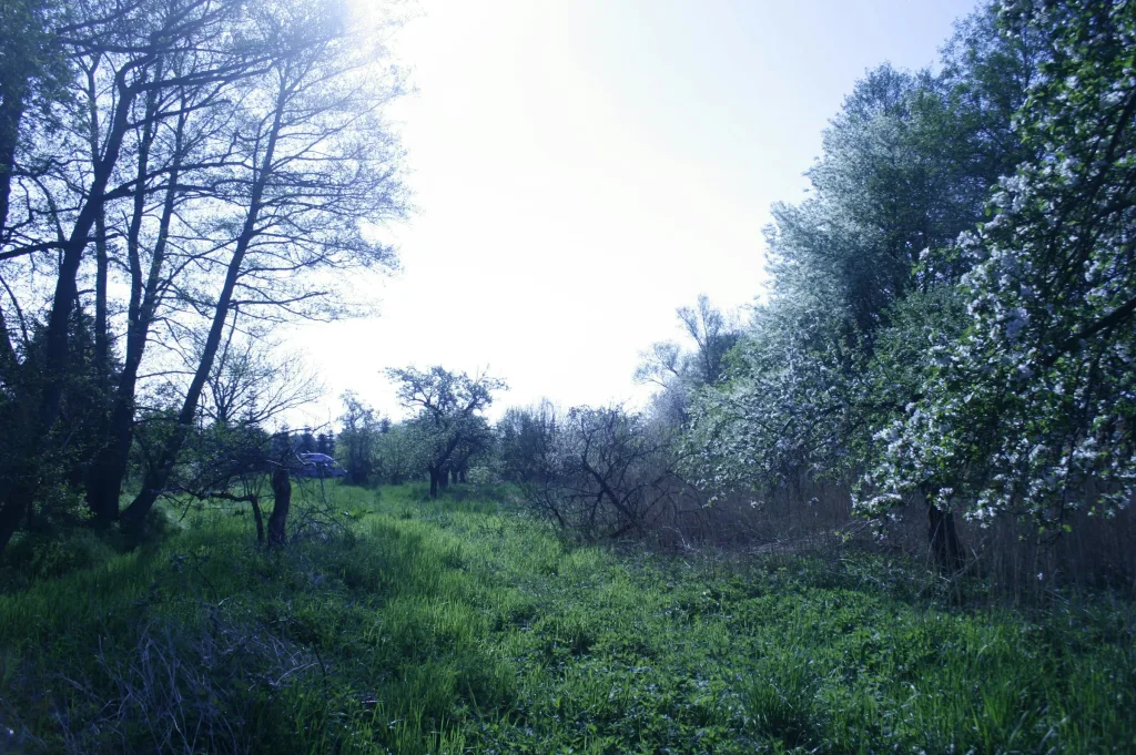 Aufwachen an der Obstwiese