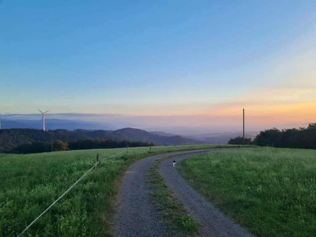 Natur pur - beim Kölble Hof - Eiche