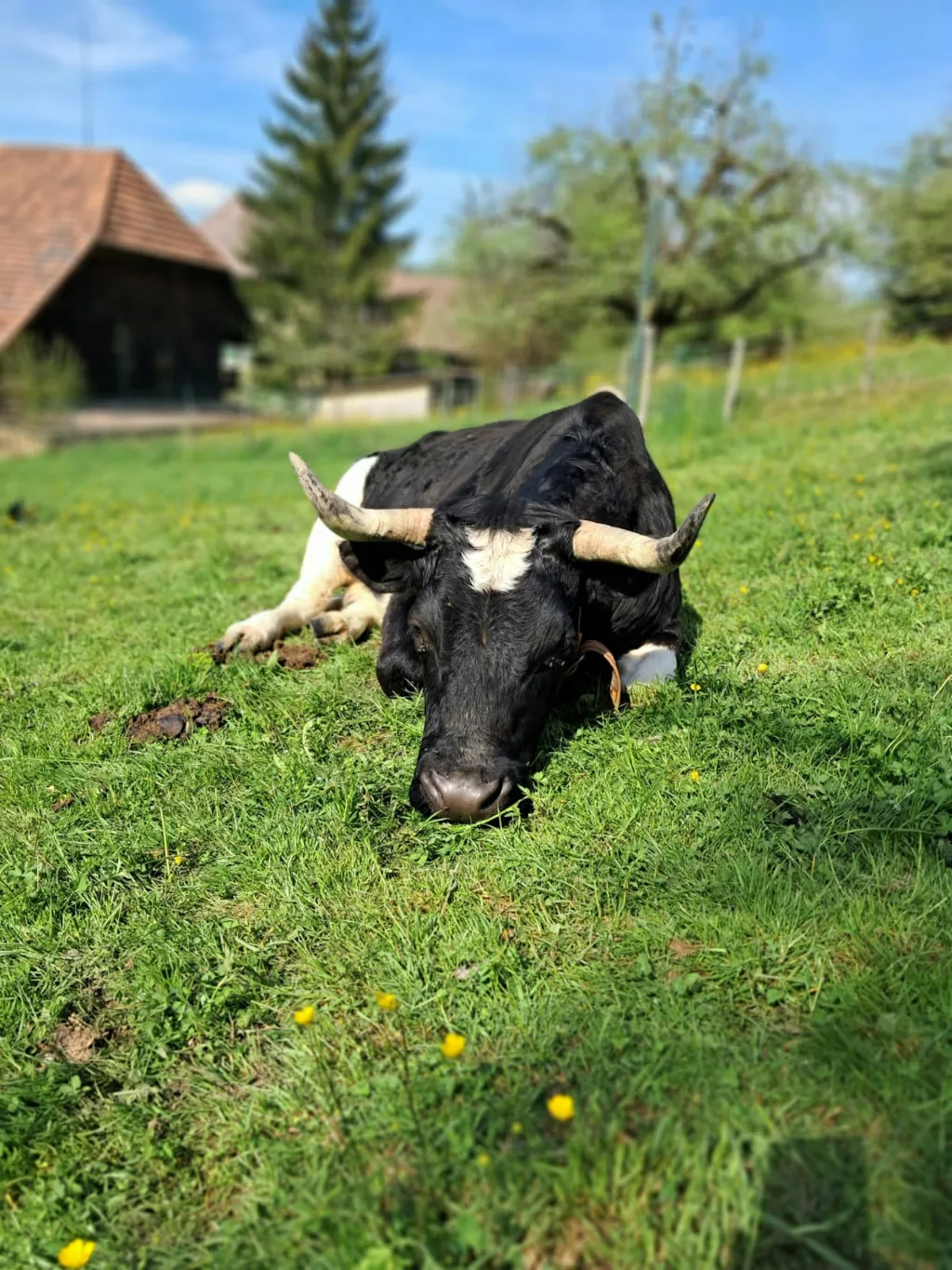 Lebenshof für Mensch und Tier