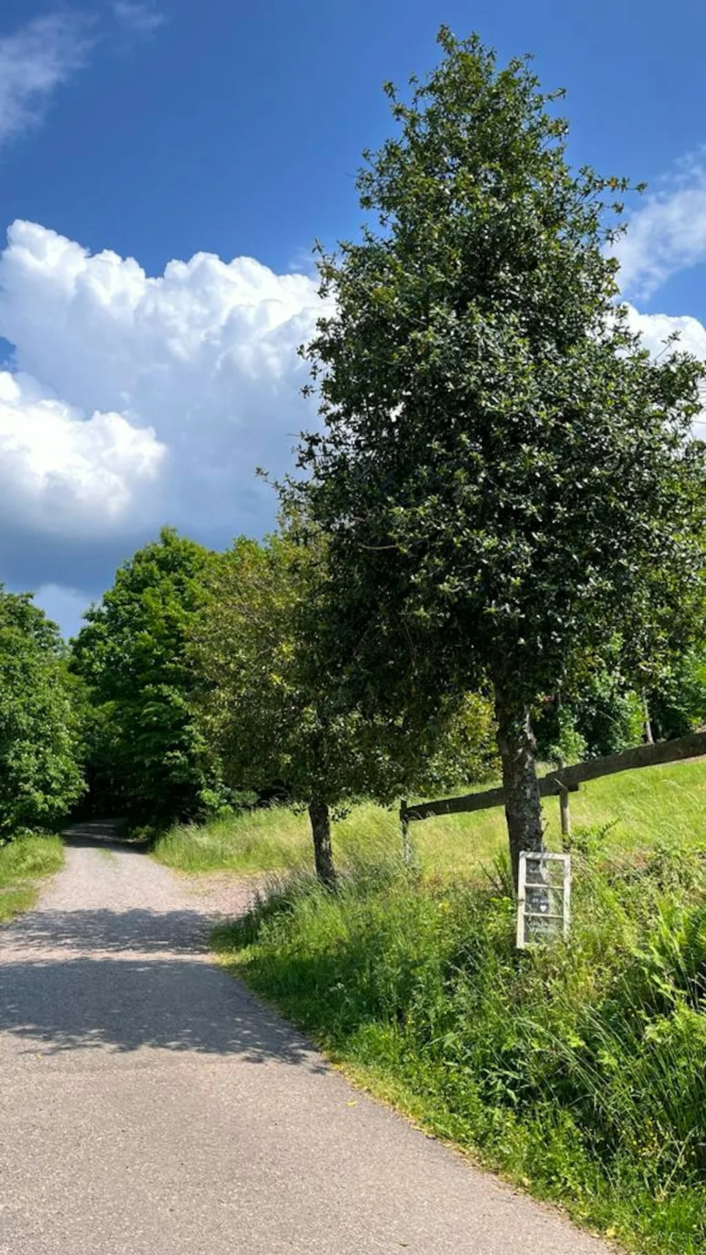 Sonnige Wiese umgeben von Wald