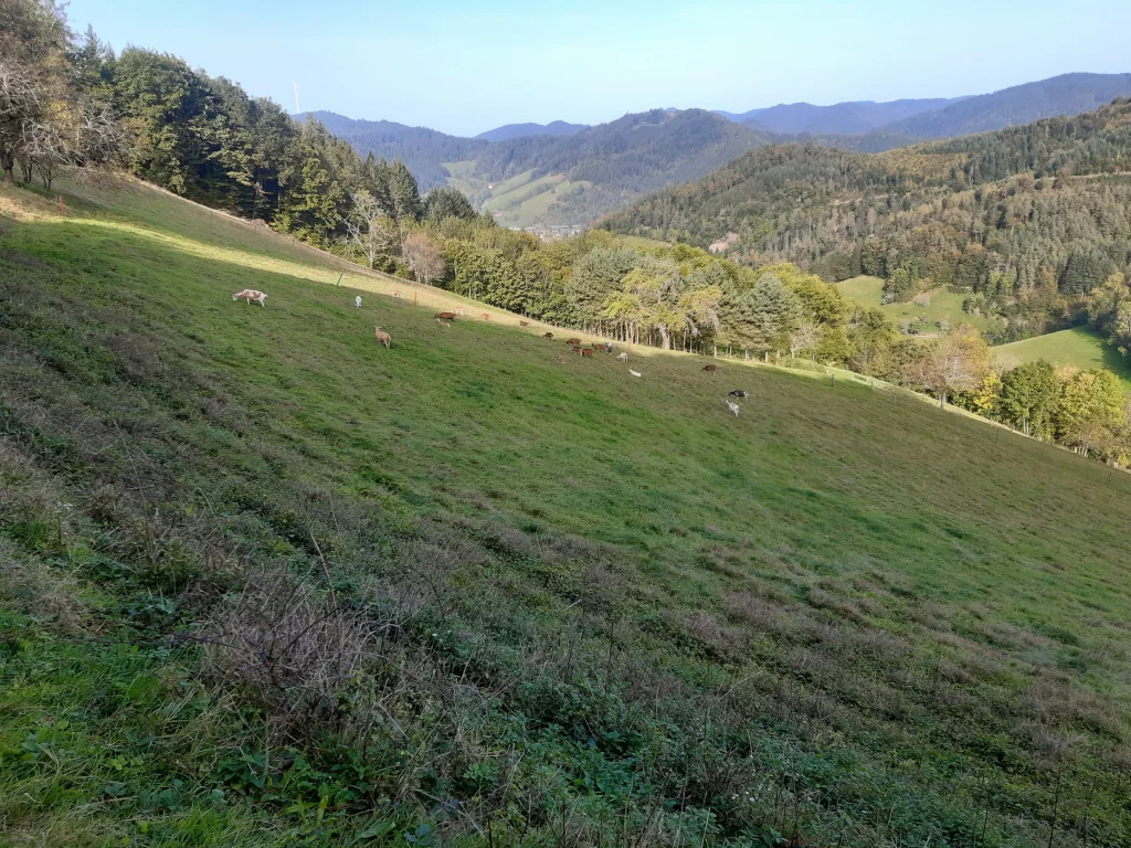 Talblick im Schwarzwald