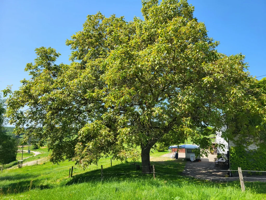 Unterm Walnussbaum