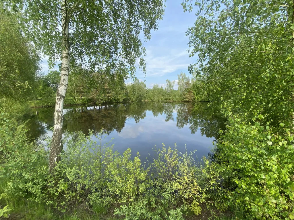 Wiese mit Teichblick