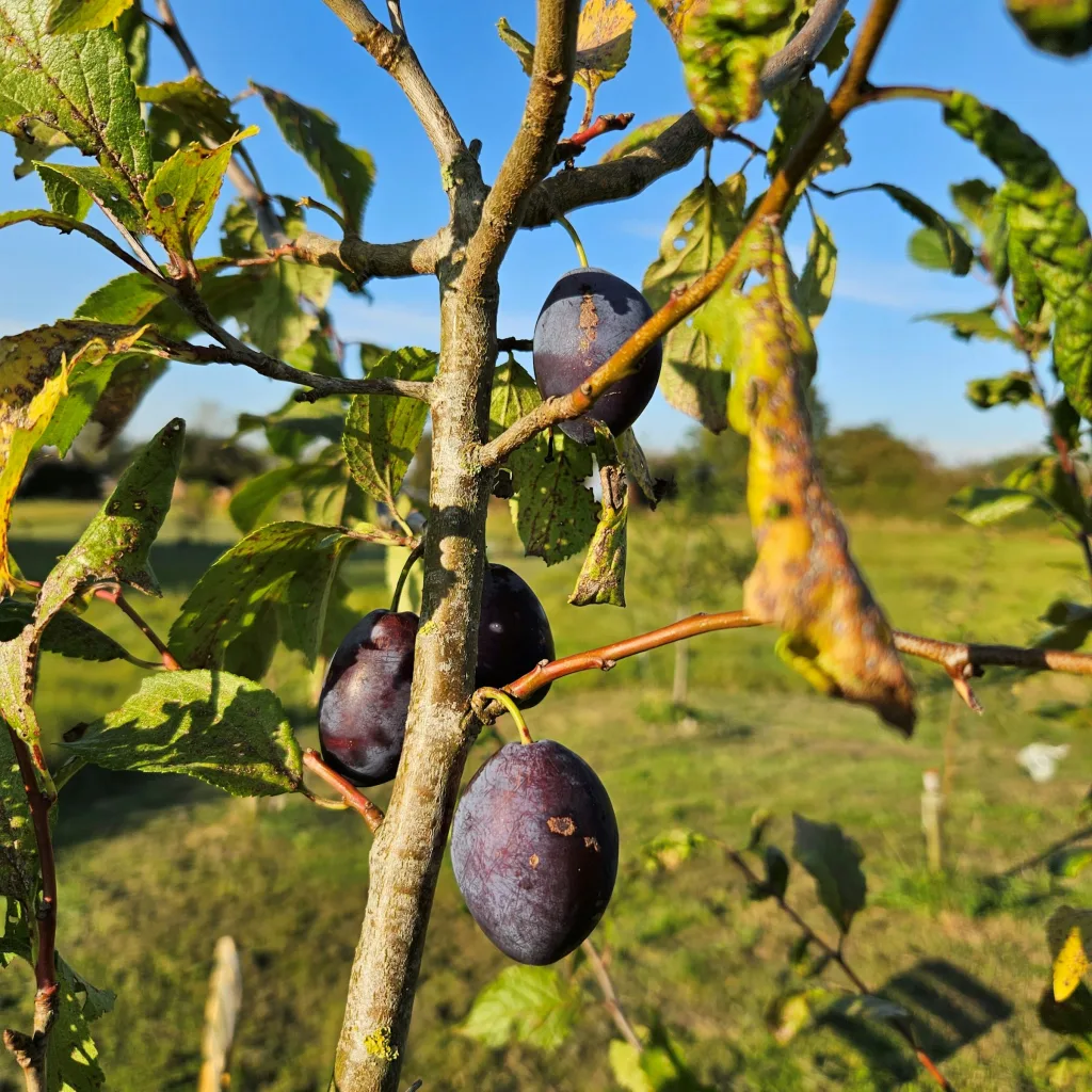Zwetschge im Obstgarten