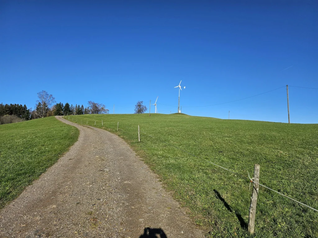 Natur pur - beim Kölble Hof -Birken