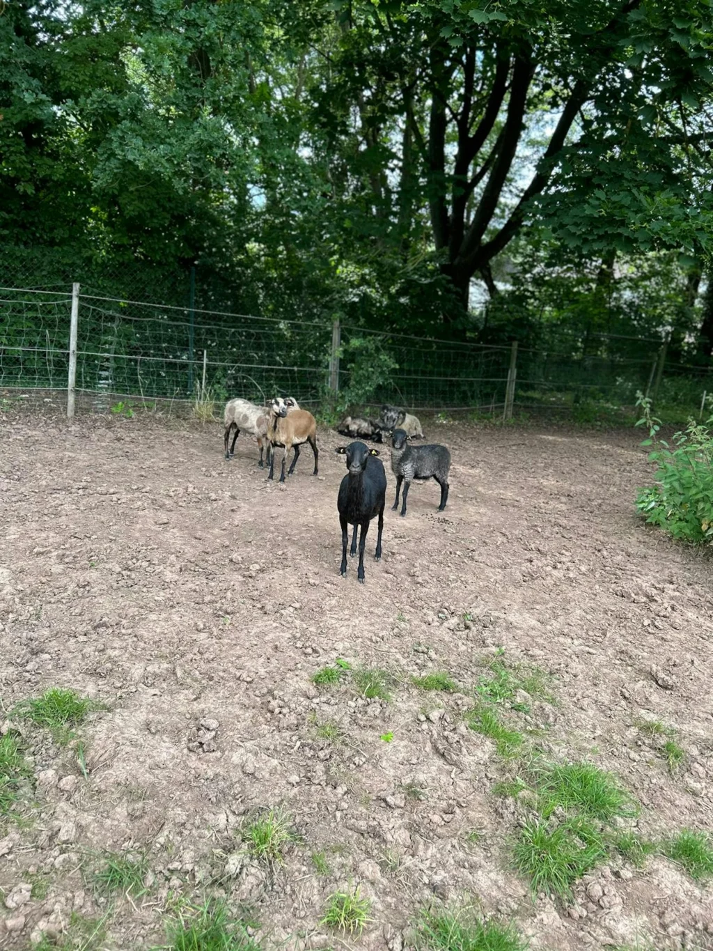 Zur Pfrimmwiese