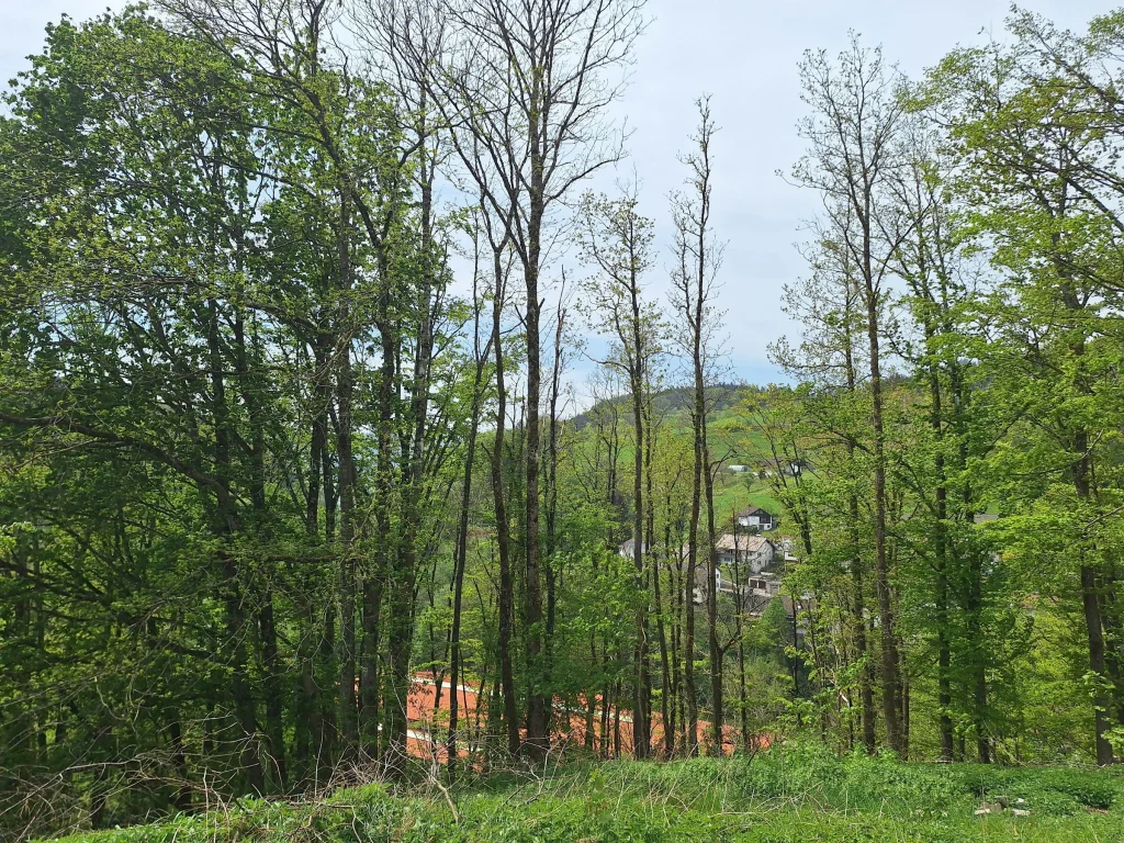 WildnisCamp Schwarzwald
